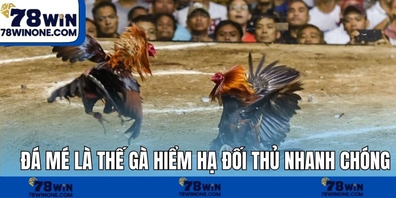 Đá mé là thế gà hiểm hạ đối thủ nhanh chóng